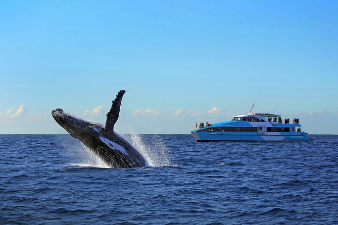 Sydney Whale Watching Cruise from Circular Quay - Choosing the best place on the catamaran