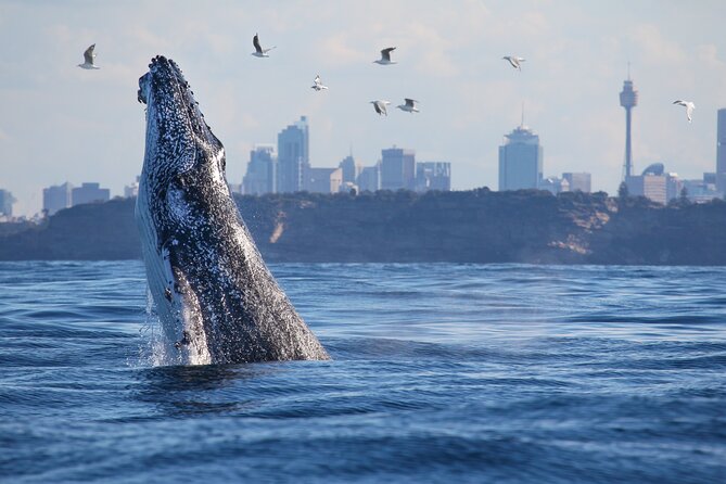 Sydney Whale Watching Cruise from Circular Quay - The best season and the risk of missing whales
