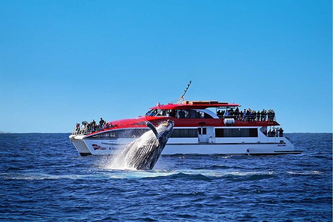 Sydney Whale Watching Cruise from Circular Quay - How the whale search actually works