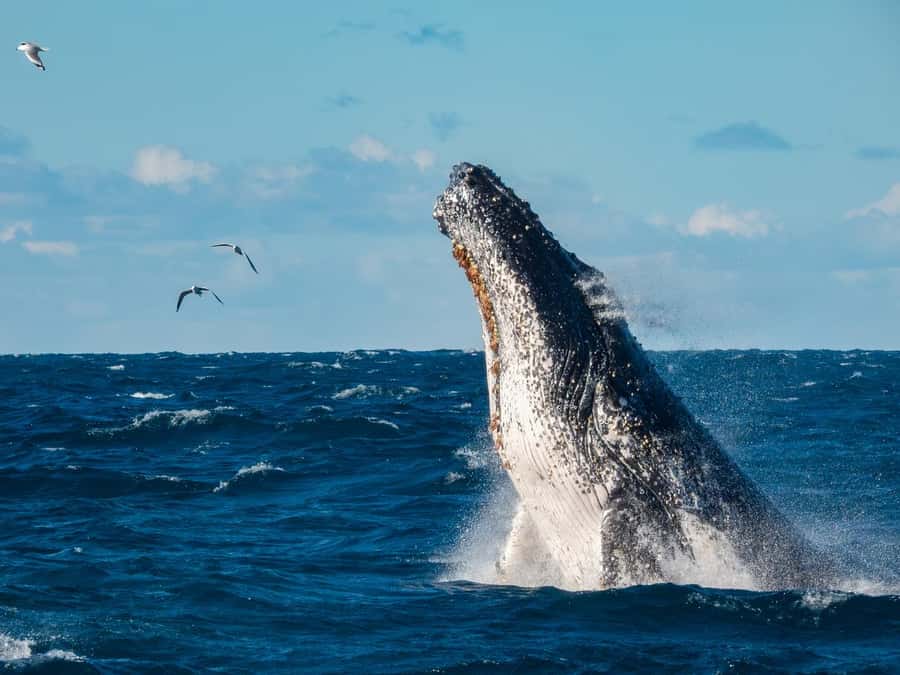 Sydney Whale Watching Cruise with Breakfast or Lunch - Key things to know before booking
