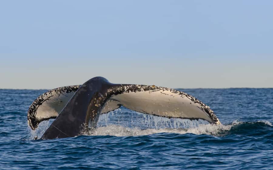 Sydney Whale Watching Cruise with Breakfast or Lunch - From Circular Quay to the open sea