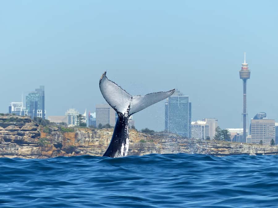 Sydney Whale Watching Cruise with Breakfast or Lunch - Breakfast or lunch changes the rhythm