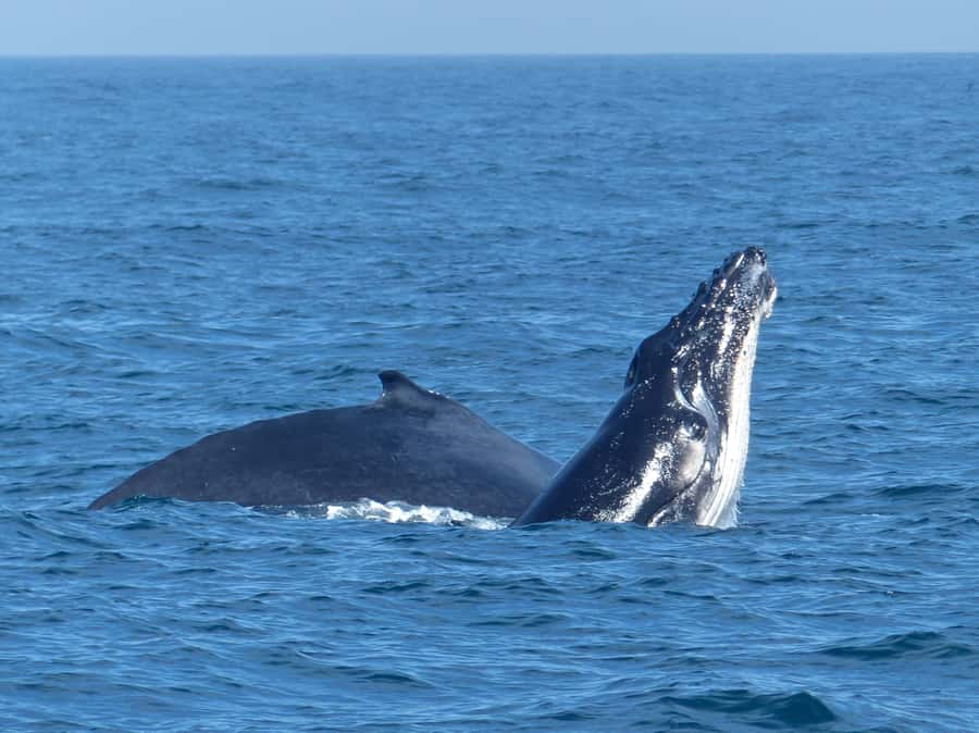 Sydney Whale Watching Cruise with Breakfast or Lunch - The whale search can last for hours