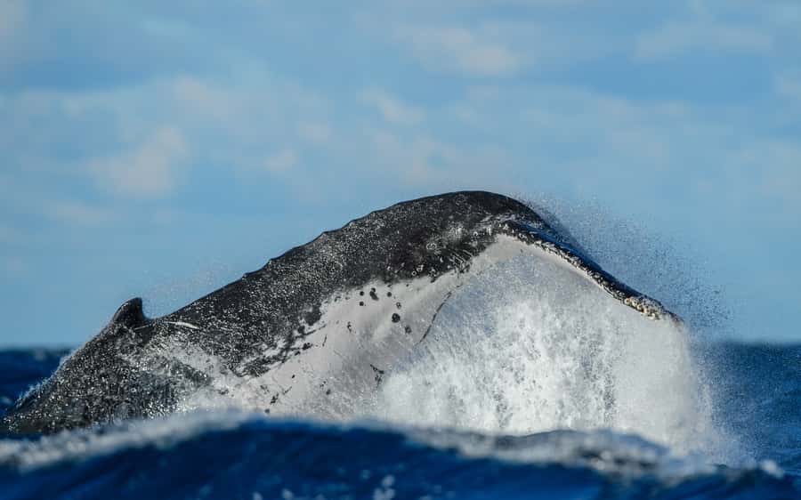 Sydney Whale Watching Cruise with Breakfast or Lunch - What rough weather means for you