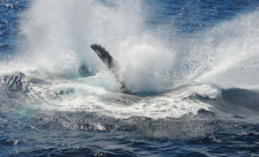 Sydney Whale Watching Cruise with Breakfast or Lunch - Is four hours the right length?