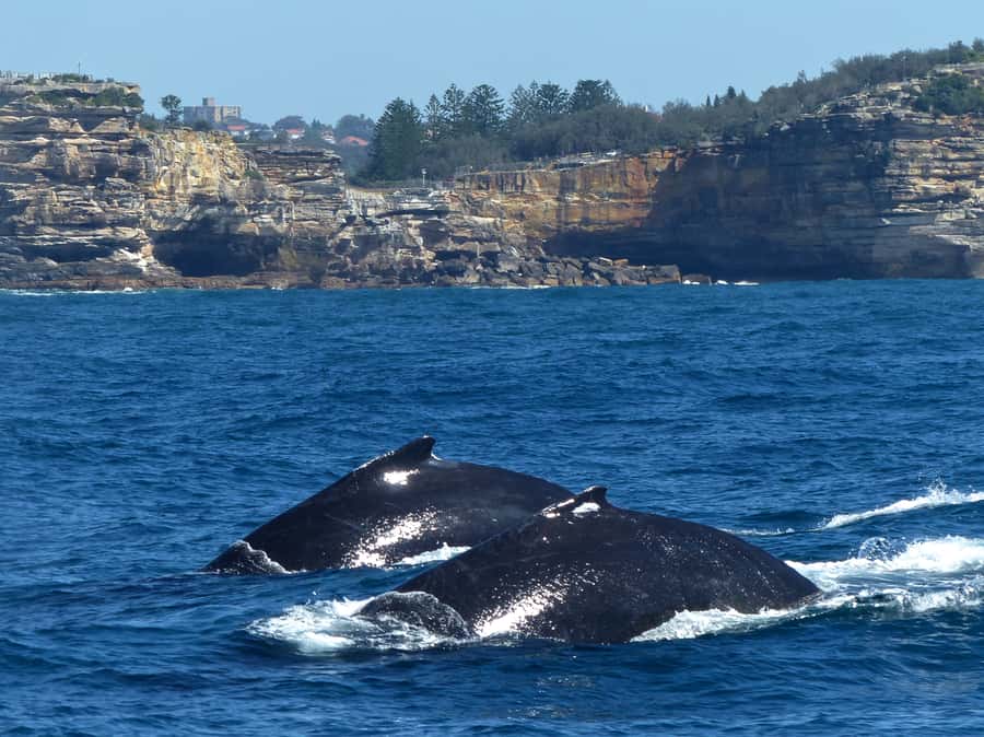 Sydney Whale Watching Cruise with Breakfast or Lunch - Practical tips for a better day