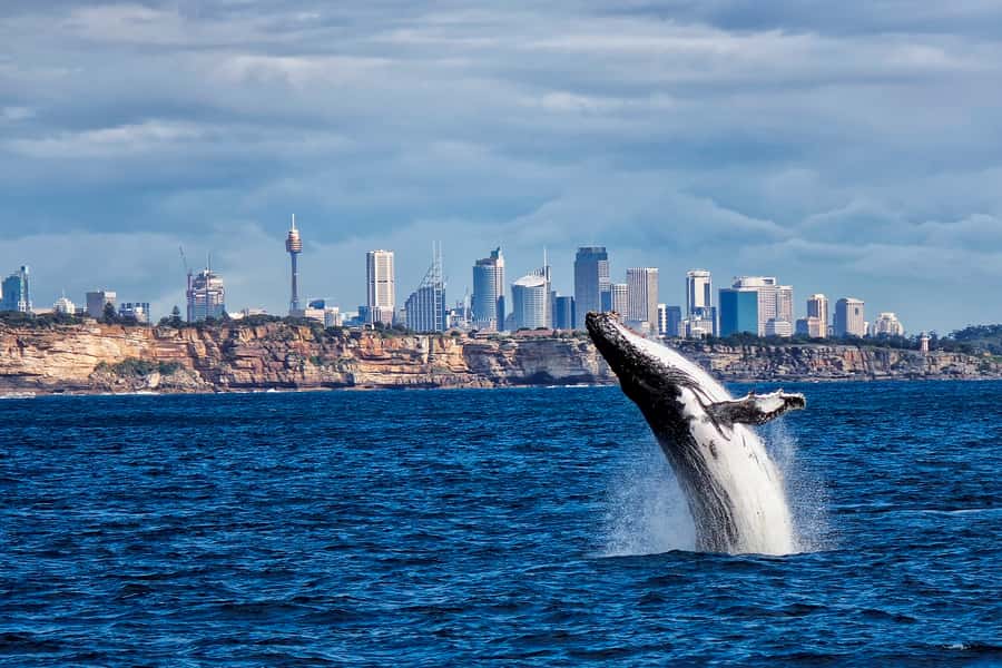 Sydney Whale Watching Cruise with Breakfast or Lunch - Sydney Heads mark the turning point