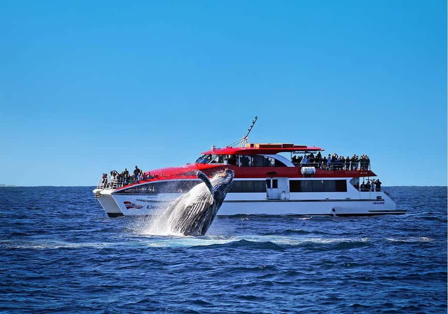 Sydney: Whale Watching & Wildlife Cruise - Quick points before you book