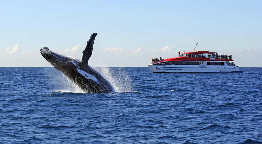 Sydney: Whale Watching & Wildlife Cruise - Leaving Circular Quay with Sydney in the frame