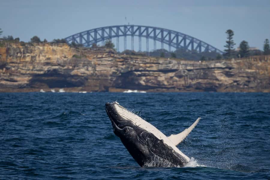 Sydney: Whale Watching & Wildlife Cruise - Watching humpback whales on their long migration