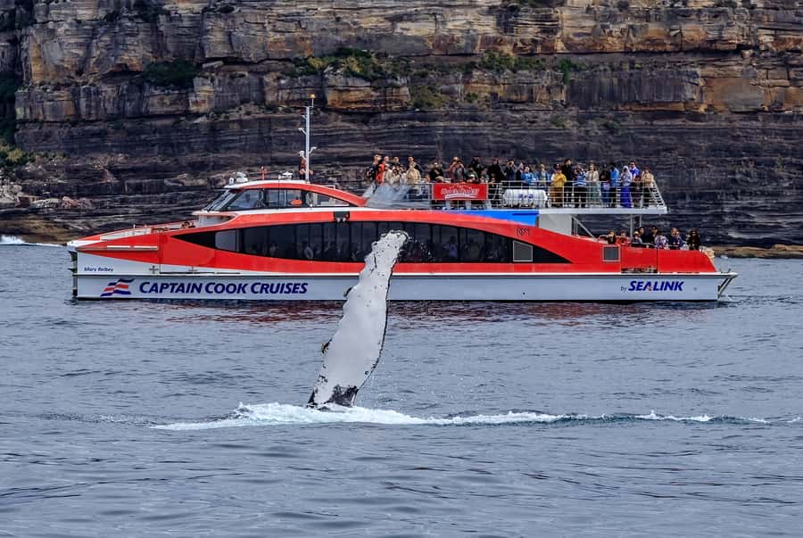 Sydney: Whale Watching & Wildlife Cruise - Indoor comfort and outdoor viewing