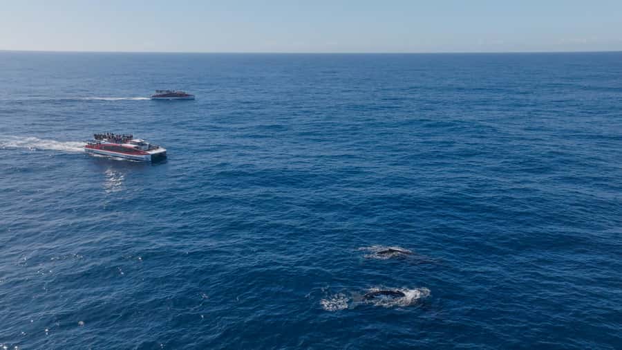 Sydney: Whale Watching & Wildlife Cruise - The honest truth about rough seas