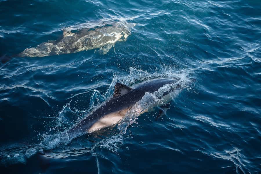 Sydney: Whale Watching & Wildlife Cruise - How the whale guarantee really works