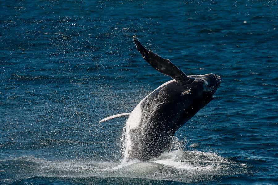 Sydney: Whale Watching & Wildlife Cruise - Who will enjoy this cruise most?