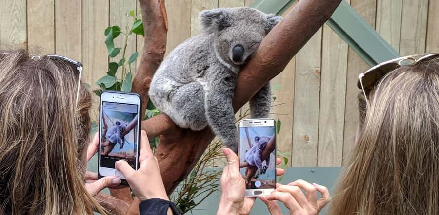 Sydney: Wildlife, Waterfalls and Wine Small Group Tour - Why this tour works for Sydney visitors