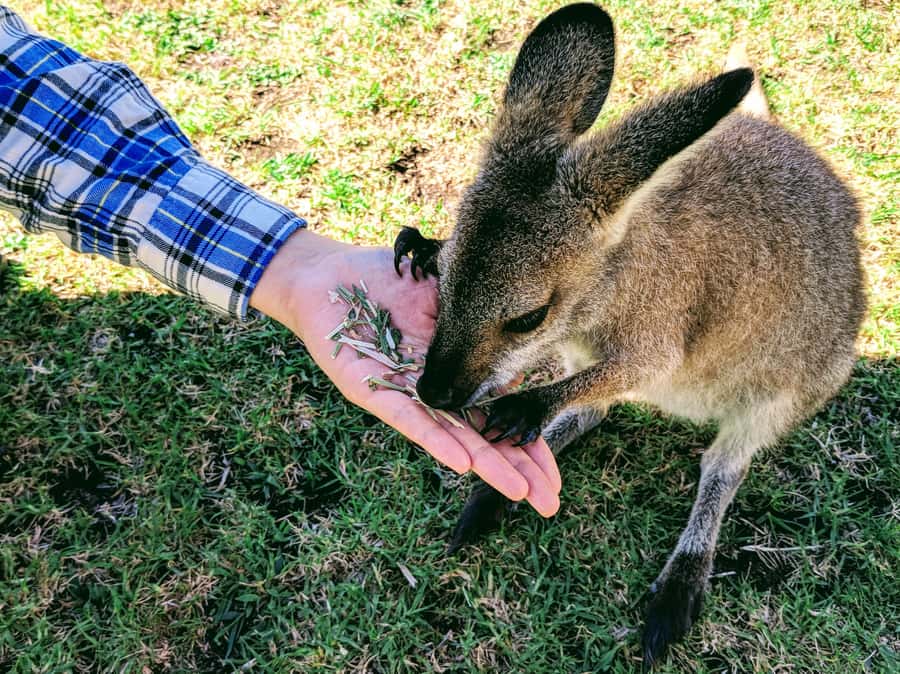 Sydney: Wildlife, Waterfalls and Wine Small Group Tour - Bald Hill and the Illawarra coast