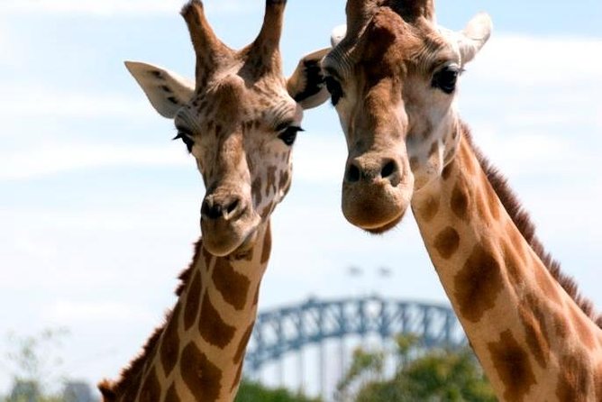 Taronga Zoo Entry & Return Ferry - Sydney Harbour - Arriving at the zoo and choosing your route
