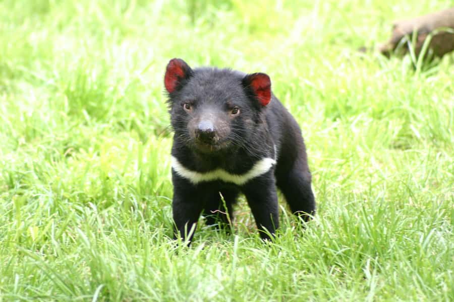 Tasman Peninsula Day Trip with Cruise & Devils from Hobart - What the $230 price really covers