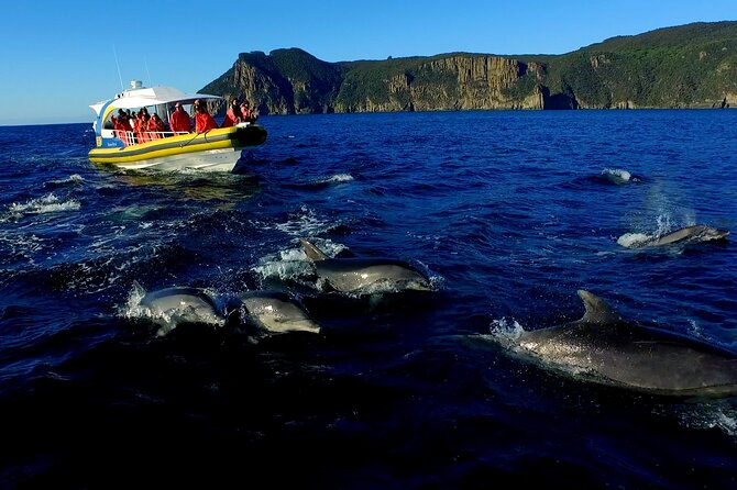 Tasman Peninsula Wilderness Cruise from Port Arthur - Wildlife watching without false promises