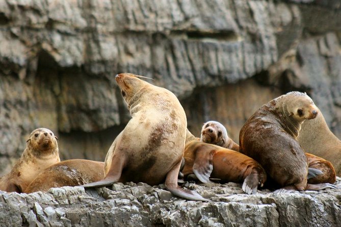 Tasman Peninsula Wilderness Cruise from Port Arthur - What the 3-hour boat ride feels like