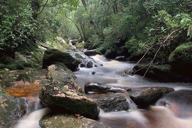 Tasmania 8 Day - Tour in Circle - Day 6: Cradle Mountain and Tasmania’s timber traditions