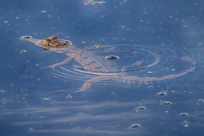 The Croc Bus to the Famous Jumping Crocodile Cruise - Is $93.24 good value?