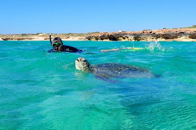 Turtle Tour - Ningaloo Reef Half Day Sea Kayak and Snorkel Tour - A half-day on Ningaloo Reef, without the usual rush