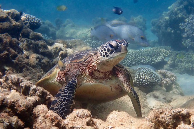 Turtle Tour - Ningaloo Reef Half Day Sea Kayak and Snorkel Tour - Getting comfortable in the kayak