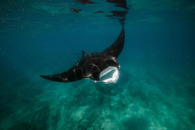 Turtle Tour - Ningaloo Reef Half Day Sea Kayak and Snorkel Tour - Who should book this Ningaloo kayak tour?