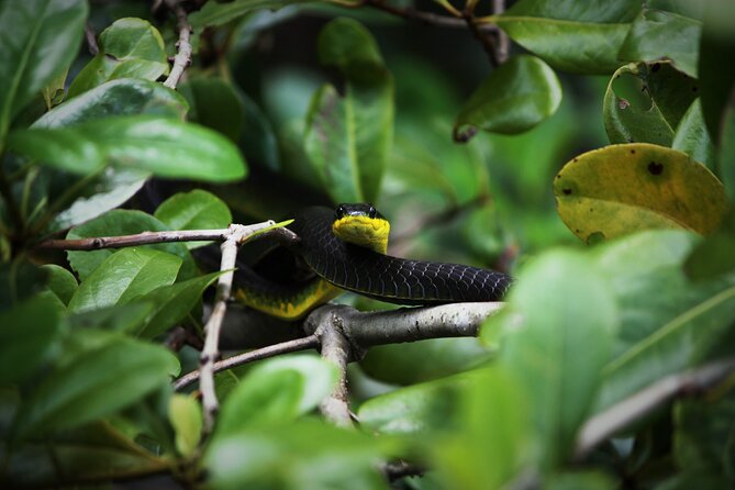 Ultimate Daintree Rainforest Wildlife Experience Cruise - Key points to know before you go