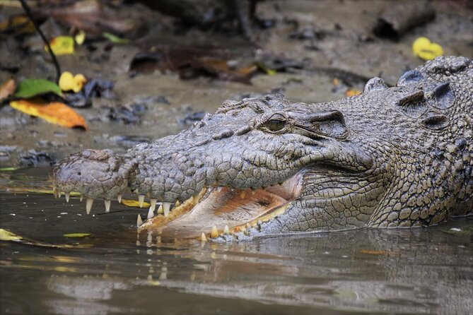 Ultimate Daintree Rainforest Wildlife Experience Cruise - Crocodile spotting on the Daintree