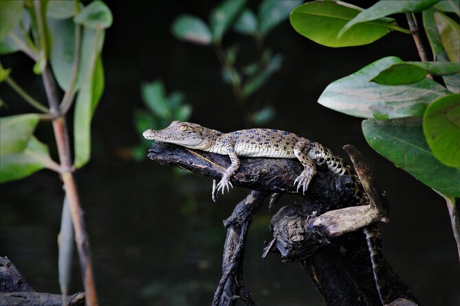 Ultimate Daintree Rainforest Wildlife Experience Cruise - Beyond crocodiles: snakes, birds, and river life
