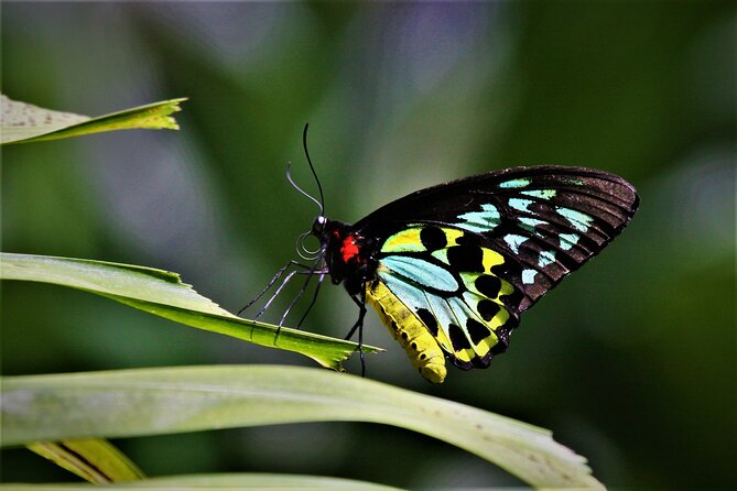 Ultimate Daintree Rainforest Wildlife Experience Cruise - The guides are a major part of the value