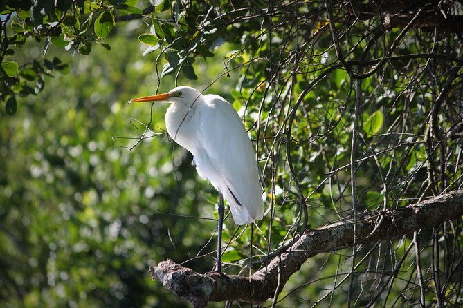 Ultimate Daintree Rainforest Wildlife Experience Cruise - Is $28.69 good value?