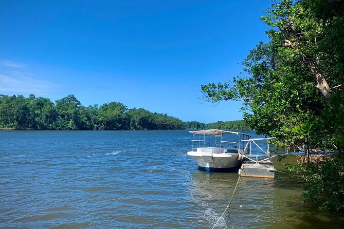 Ultimate Daintree Rainforest Wildlife Experience Cruise - Weather, tide, and the wildlife gamble