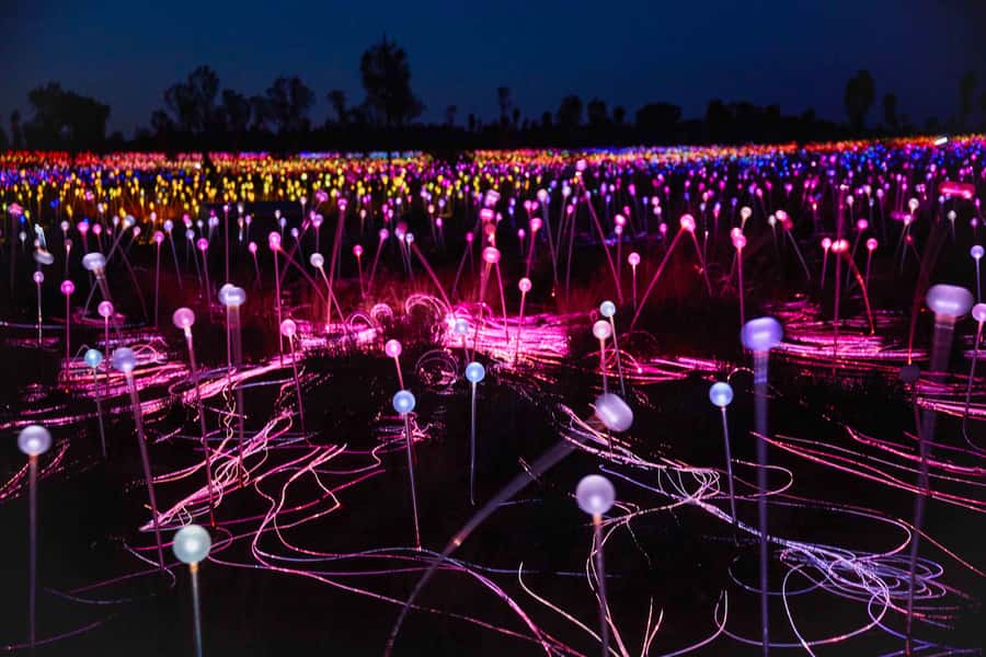 Uluru: Field of Light Sunrise Tour with Hot Drinks - Who should book this sunrise tour?