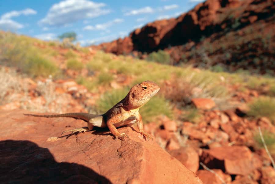 Uluru, Kata Tjuta & Kings Canyon Camping Tour - The guide can make or break the three days