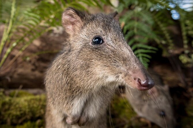 Walk with Wildlife: Guided Tour in Great Ocean Road - Seeing conservation work at the Research Hub