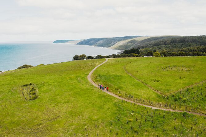 Walk with Wildlife: Guided Tour in Great Ocean Road - A closer look at the timing and meeting point