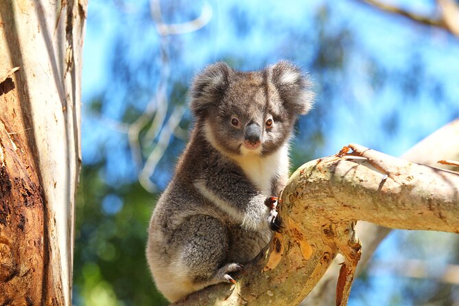 Walk with Wildlife: Guided Tour in Great Ocean Road - Is $42.32 good value?