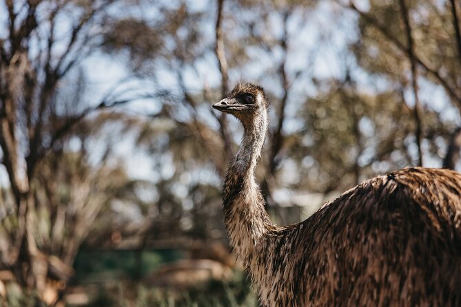 Wave Rock, York and Aboriginal Cultural Day Tour from Perth - Country-style lunch at the Wildflower Shoppe