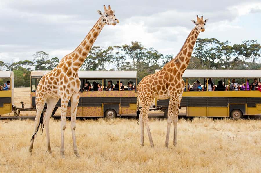 Werribee Open Range Zoo: Entry Ticket - Key things to know before you go