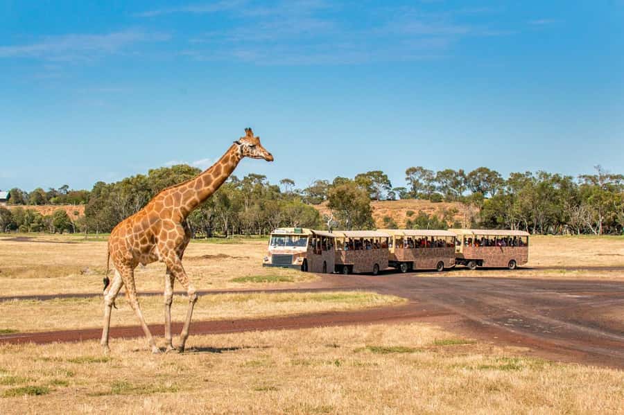 Werribee Open Range Zoo: Entry Ticket - Who should choose this zoo?