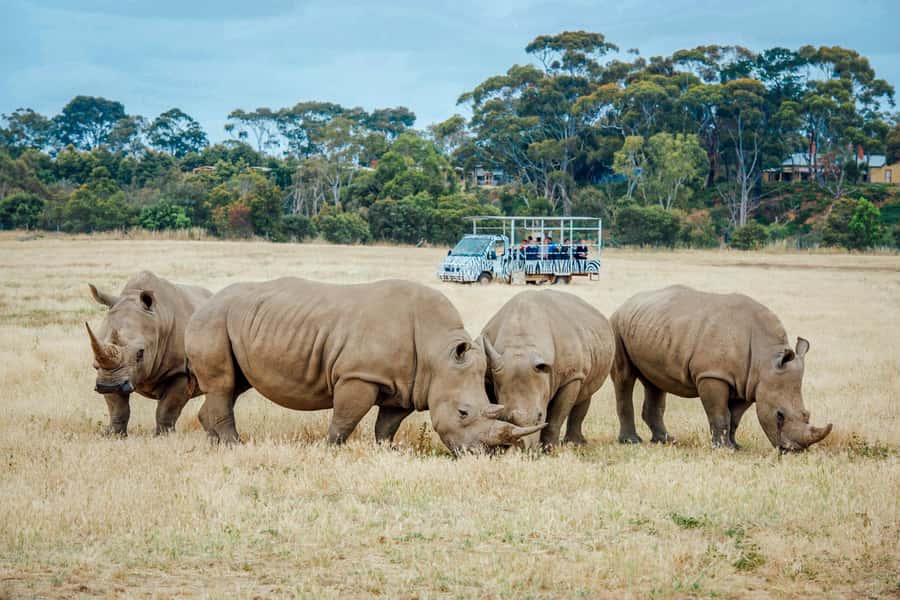 Werribee Open Range Zoo: Entry Ticket - Why Werribee feels different from a city zoo