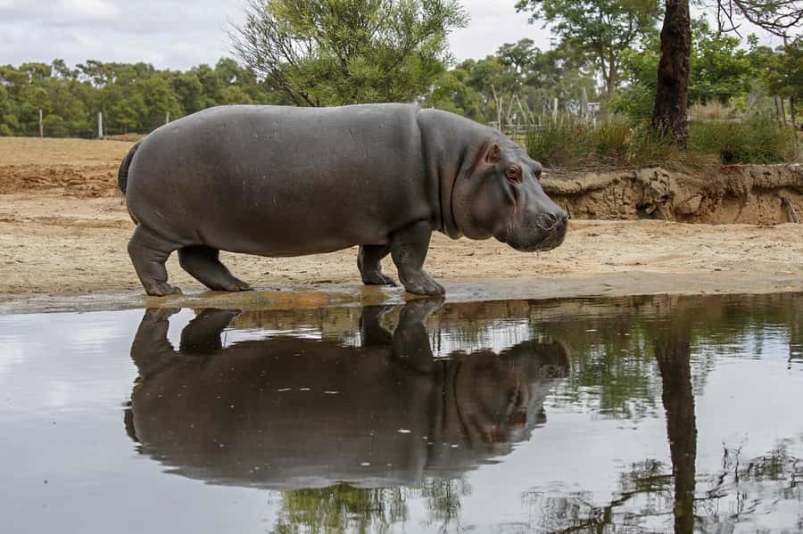 Werribee Open Range Zoo: Entry Ticket - Australian Journey and the quieter walking route