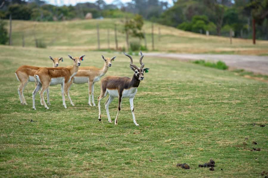 Werribee Open Range Zoo: Entry Ticket - Keeper talks add meaning to the animals