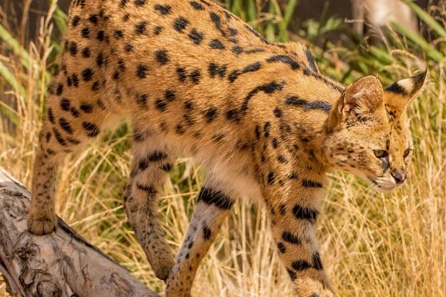 Werribee Open Range Zoo: Entry Ticket - Food, shade, and making the day comfortable