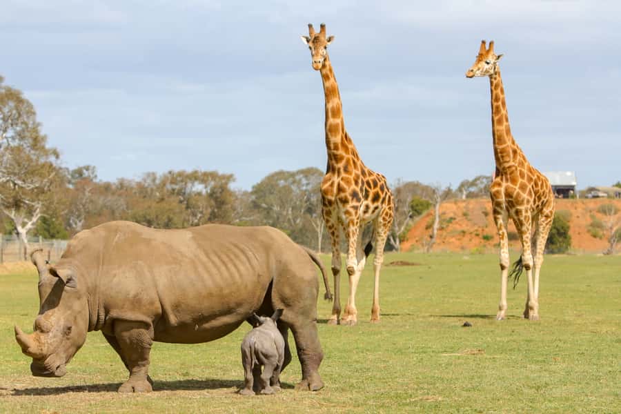 Werribee Open Range Zoo: Entry Ticket - Getting there from Melbourne