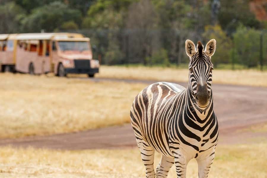 Werribee Open Range Zoo: Entry Ticket - Is the $37 ticket good value?