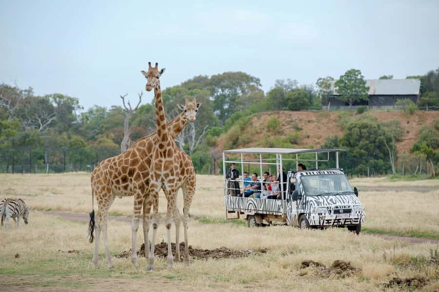 Werribee Open Range Zoo: Entry Ticket - The complimentary safari across the open savannah